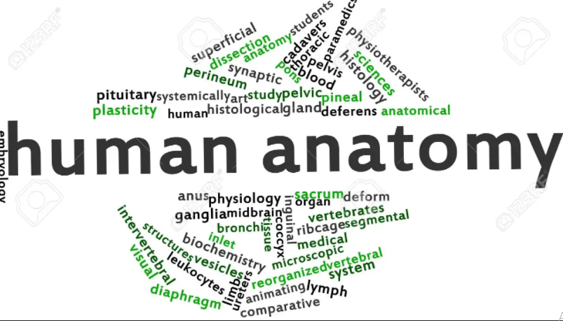 Human anatomy/1st year 2021-2022