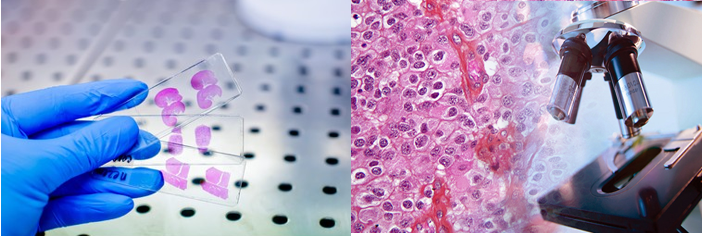 Histology