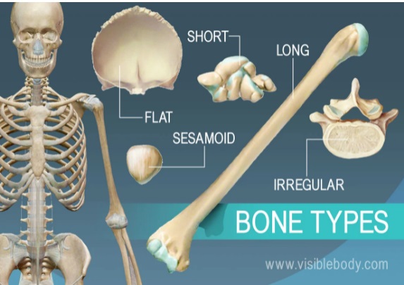 Bone Injury and Fractures