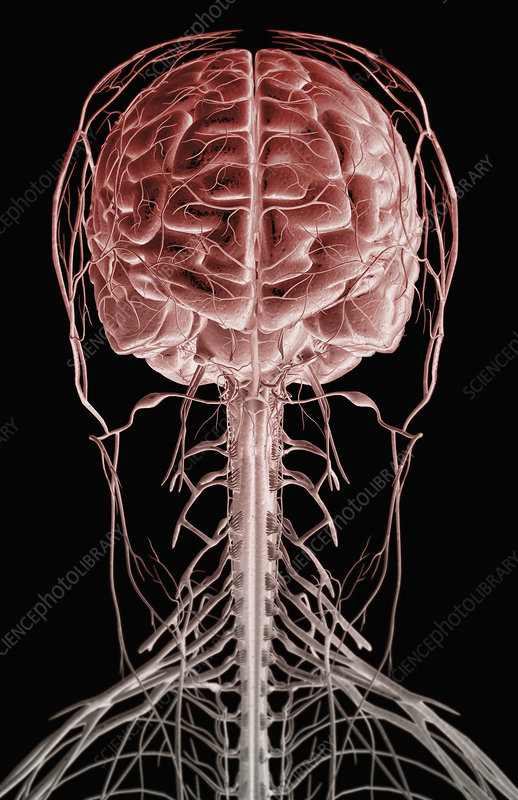 Neck and Nervous Anatomy