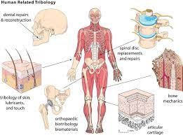 Biotribology